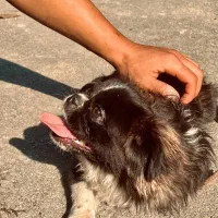 سگ پاکوتاه پیکنیز پوزه دلقکی