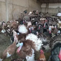 تخم نطفه دار بوقلمون از نژاد مرغ و خروس سنگین وزن|حیوانات مزرعه|سیرجان, |دیوار