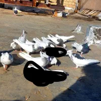 20عددکبوتر طوقی  درجه یک|پرنده|کرمانشاه, |دیوار