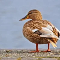۳عدداردک پروازی|حیوانات مزرعه|اردبیل, |دیوار