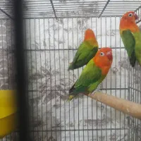 کتوله اوپلایین