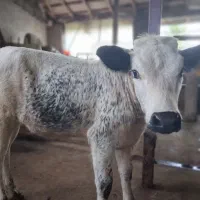 لیشه چالوسی