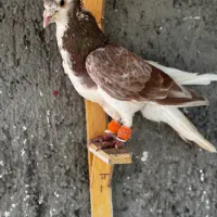 کفتر رنگه پرشی ابلغ دمبی سوسکی چپ|پرنده|مشهد, آزادشهر|دیوار