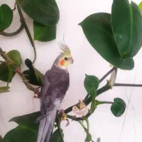 عروس هلندی سخنگو