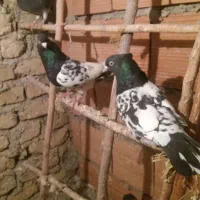 کله سیاه نرماده