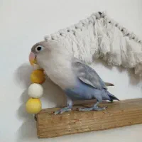 طوطی برزیلی رنگ خاص|پرنده|قم, حنیف نژاد|دیوار