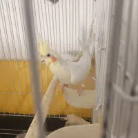 عروس هلندی|پرنده|اندیمشک, |دیوار