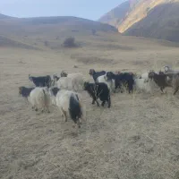 فروش گله بز با بزغاله