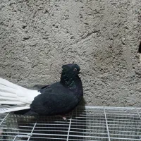 زاغ دم سفید نروماده|پرنده|دوگنبدان, |دیوار