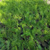 فروش نشاء کامیس نوک دار