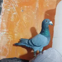 کفتر عتیقه بهترین جنس