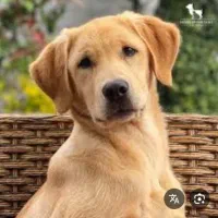 یک سگ نژاد دار پیدا شده که عکس اش و نژادش این نیست