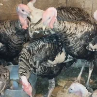 فروش بوقلمون و اوردک