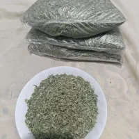 پونه ی محلی تازه