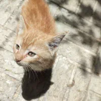 واگذاری بچه گربه رایگان