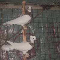 کبوترطوقی هفرنگ جفت نر