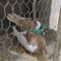 یک جفت ساده