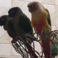 قناری و طوطی گرینچیک|پرنده|یزد, |دیوار