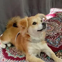 واگذاری سگ نژاد پامرین