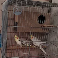 عروس هلندی معاوضه با مینا سخنگو