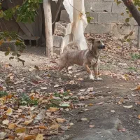 سگ نر و ماده