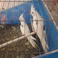 عروس هلندی آلبینو دوکت