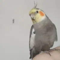 گمشده 6/13|حیوانات|شیراز, فخرآباد (دروازه کازرون)|دیوار