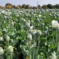 رشد و تناژ گیاهان و زمین های زراعی به صورت تخصصی