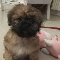 فروش سگ شیتزو فلت|سگ|چالوس, |دیوار