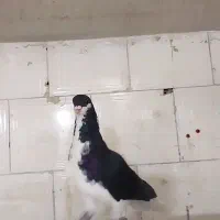 نر چپ سیاه شقه|پرنده|زاوه, |دیوار