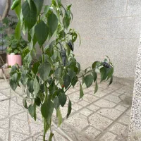 بوته فلفل زینتی آپارتمانی