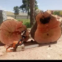 خریدوفروش انوع چوب ودرخت