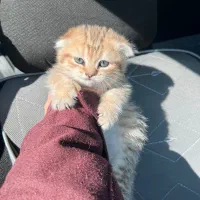 اسکاتیش بلک گلد