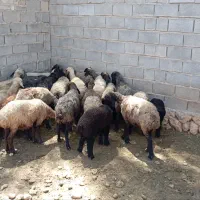 گوسفند