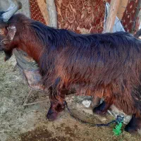 فروش کهره و بره چاق