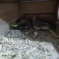 عروس هلندی سرلاکی