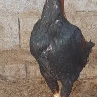 خروس لاری فروشی یا معامله.