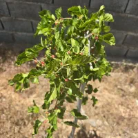 فروش خونه وباغ.شیراز،مجتمع پزشکان|فروش زمین و ملک کلنگی|شیراز, کودیان|دیوار