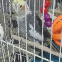 عروس هلندی و قفس|پرنده|سلماس, |دیوار