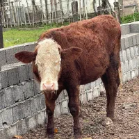 لیشه سمینتال