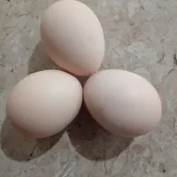 تخم مرغ نطفه دار از نژاد برهما هرعدد22000تومان
