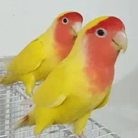 طوطی کوتوله گم شده