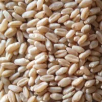 گندم داریون ، آزادگان