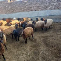 بره چاق درجه یک