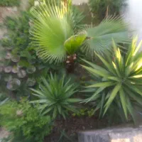 فروش‌‌گل‌‌سکاس‌ریز درشت .باباآدم.یاس‌هلندی.یوکا.‌|گل و گیاه طبیعی|رامسر, |دیوار