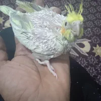 جوجه عروس هلندی سرلاکی