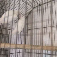 فروش طوطی برزیلی جفت های مولد اوپال و لبینو فیشر|پرنده|اهواز, فدک|دیوار