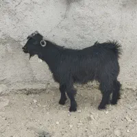 تروشت کوه|حیوانات مزرعه|نسکند, |دیوار