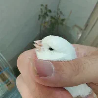 قناری و سهره