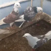 کبوتر|پرنده|خوی, |دیوار